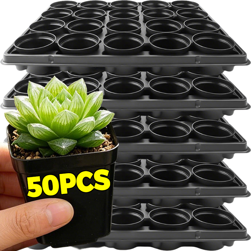 Echeveria Succulent - 10/50Pcs Square Succulent Plastic Pots Square