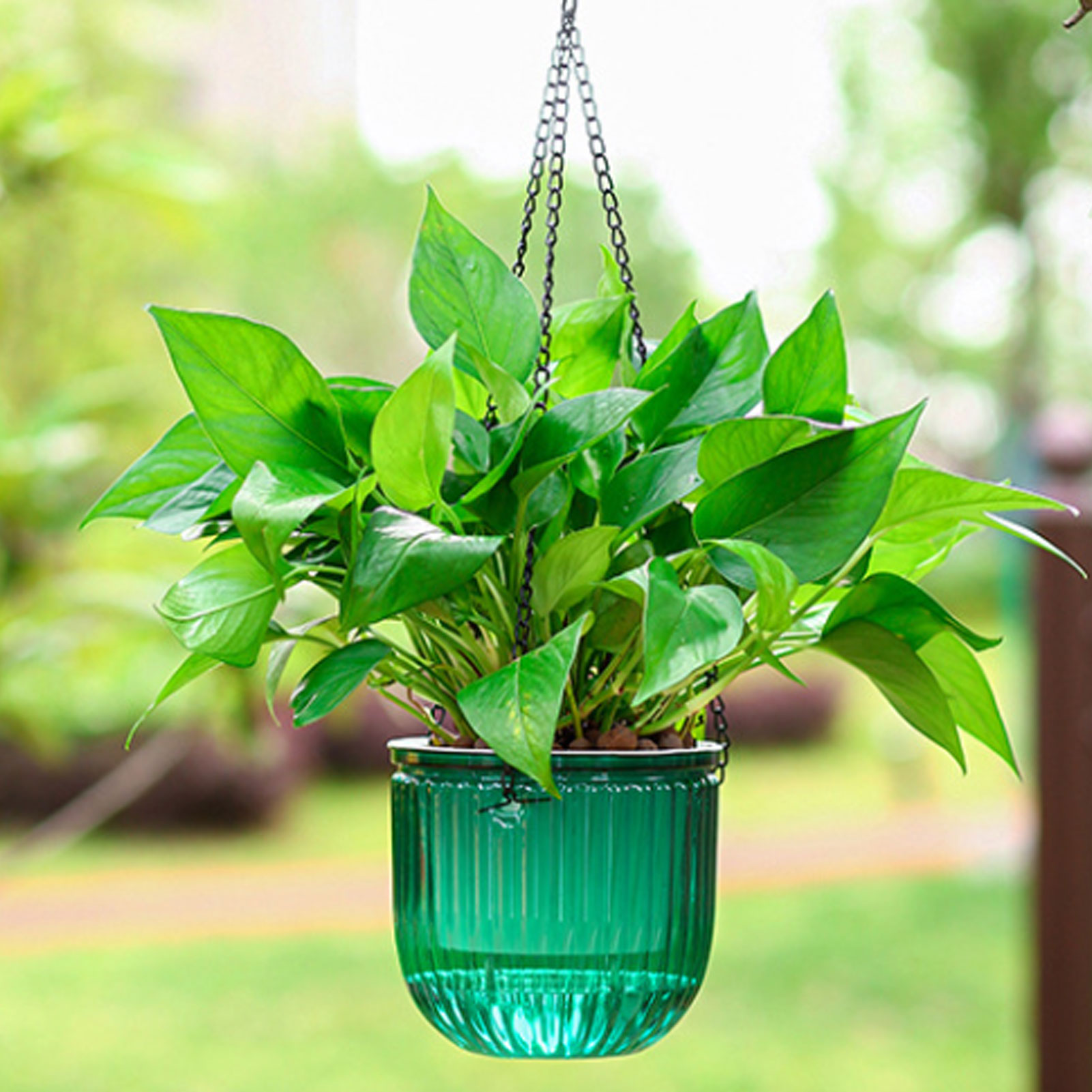 Automatic Self Watering Plant  - Spider Plant Hanging avis et prix