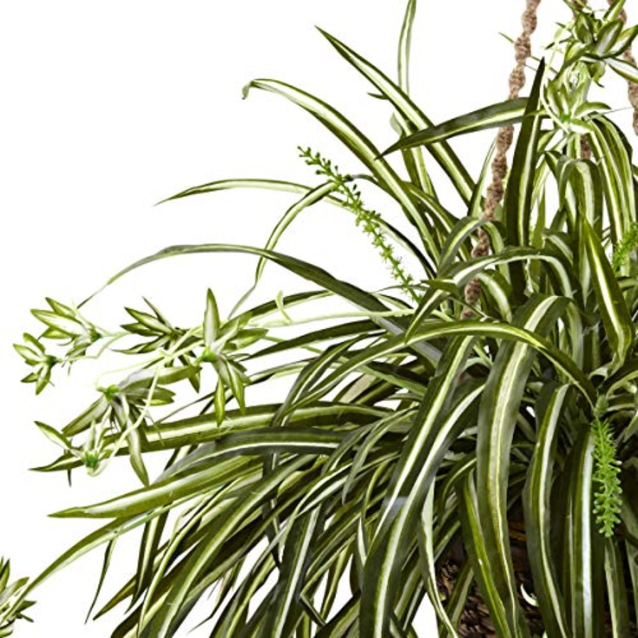 Spider Plant Hanging Basket - Spider Plant Hanging avis et prix
