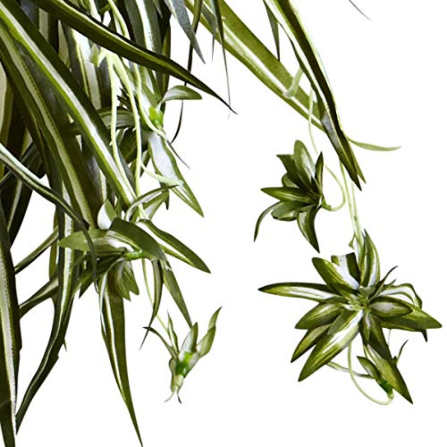 Spider Plant Hanging Basket - Spider Plant Hanging avis et prix