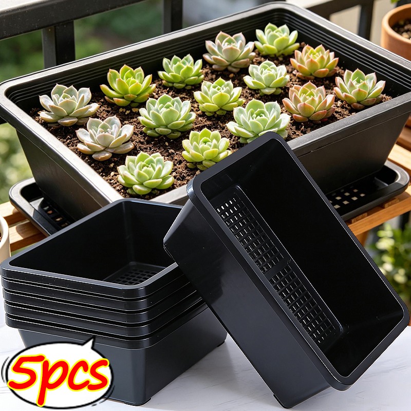 Succulent Plants Seedling Tray - Echeveria Succulent avis et prix