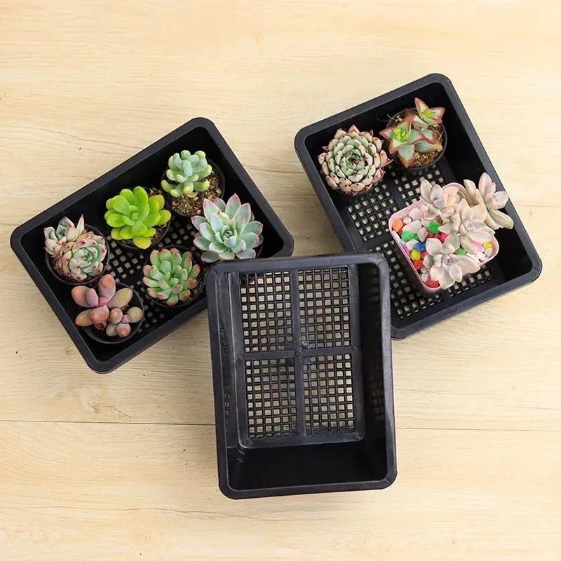 Succulent Plants Seedling Tray - Echeveria Succulent avis et prix
