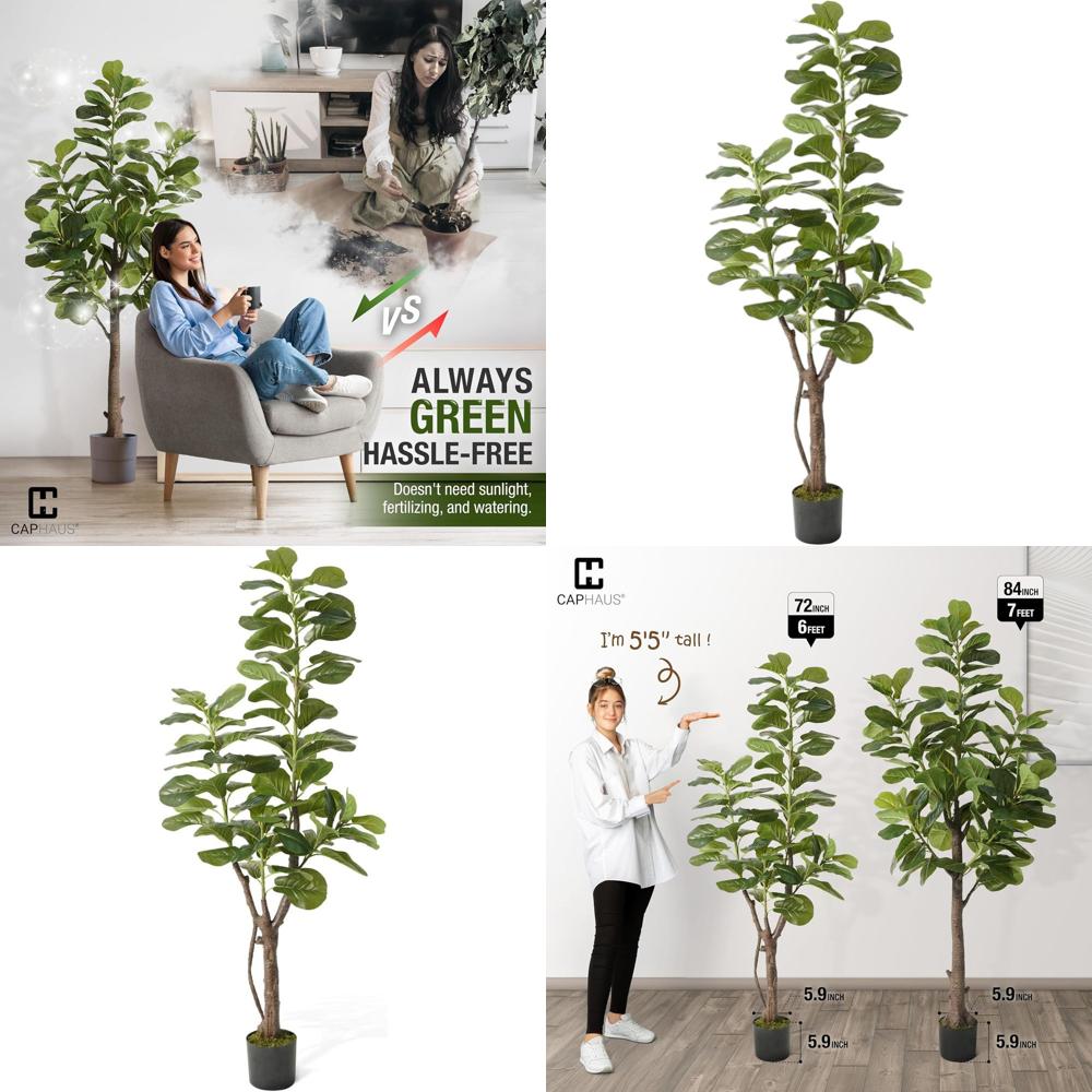 Potted Ficus Lyrata Tree, 6-7  - Ficus Lyrata Tree avis et prix