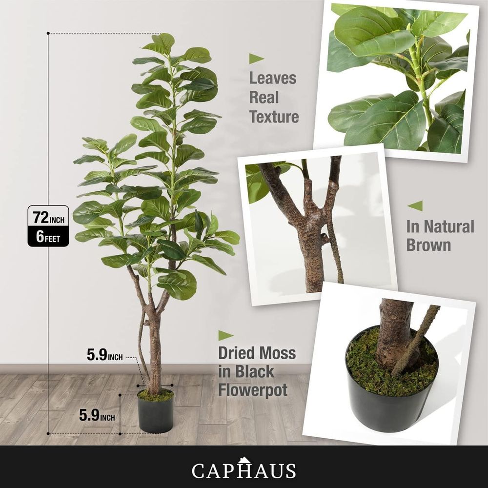 Potted Ficus Lyrata Tree, 6-7  - Ficus Lyrata Tree avis et prix