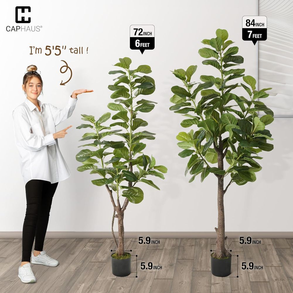 Potted Ficus Lyrata Tree, 6-7  - Ficus Lyrata Tree avis et prix
