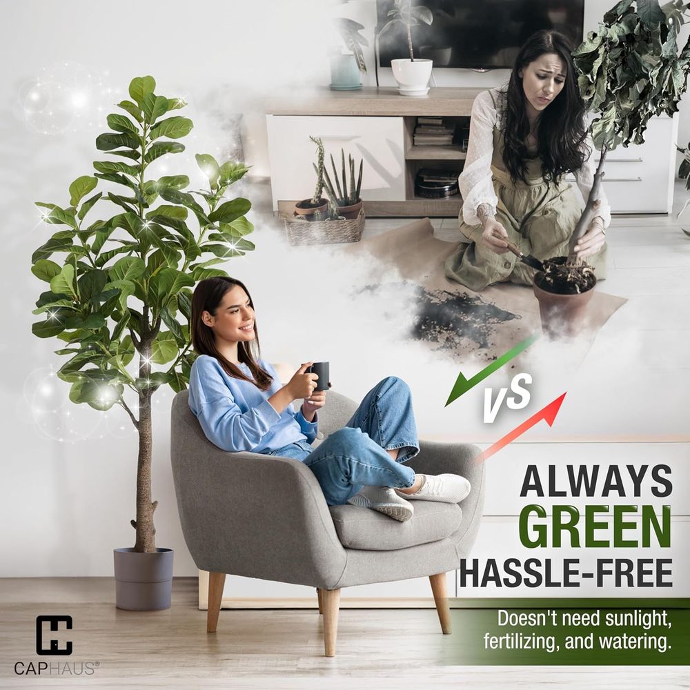 Potted Ficus Lyrata Tree, 6-7  - Ficus Lyrata Tree avis et prix