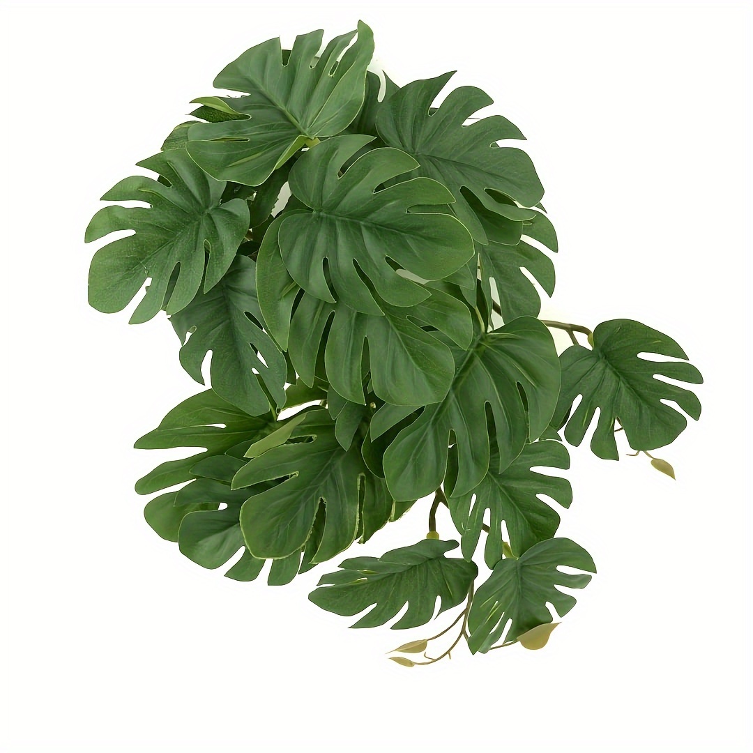 Reptile Plants for Terrarium A - Monstera Adansonii avis et prix