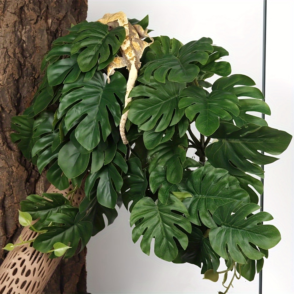 Reptile Plants for Terrarium A - Monstera Adansonii avis et prix