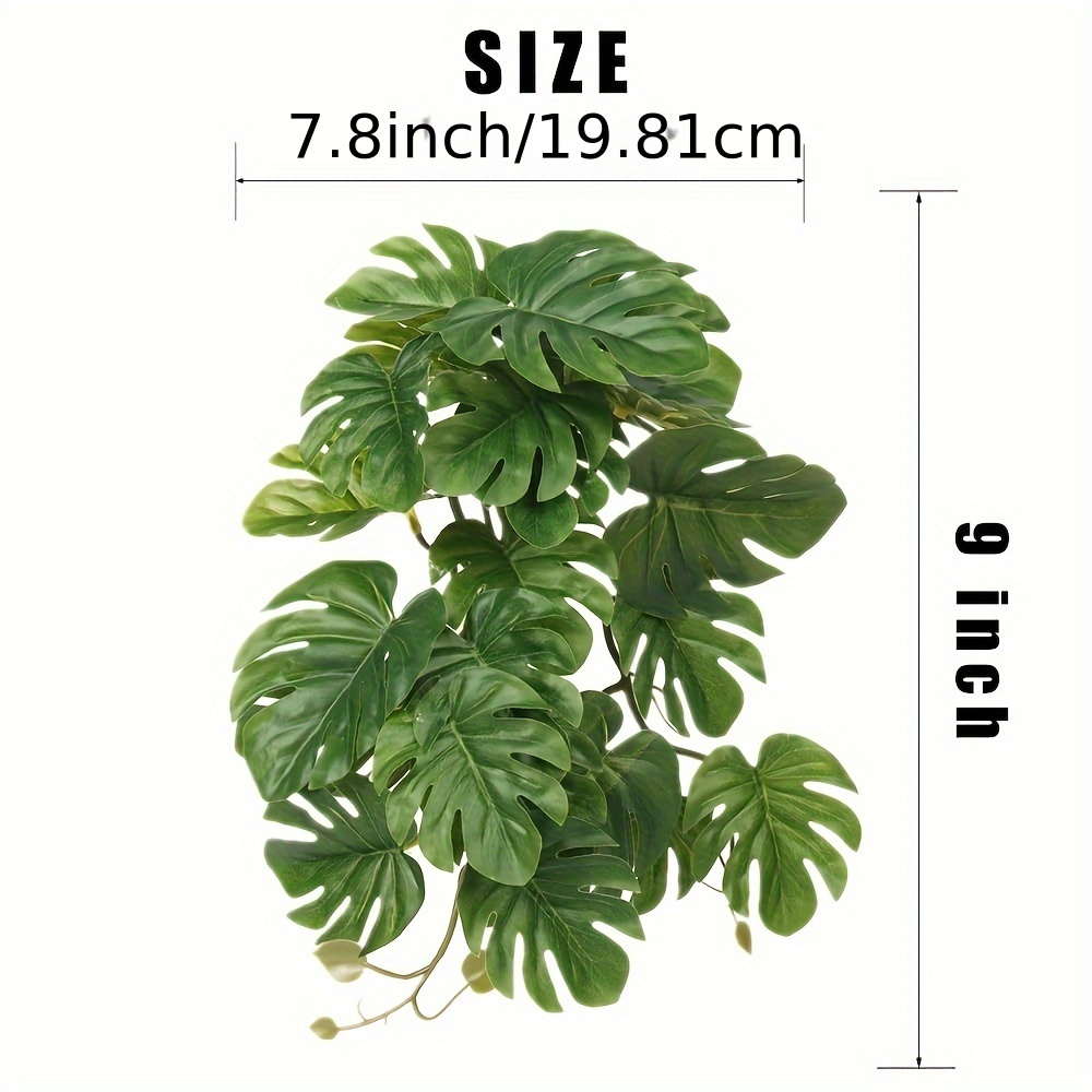 Reptile Plants for Terrarium A - Monstera Adansonii avis et prix