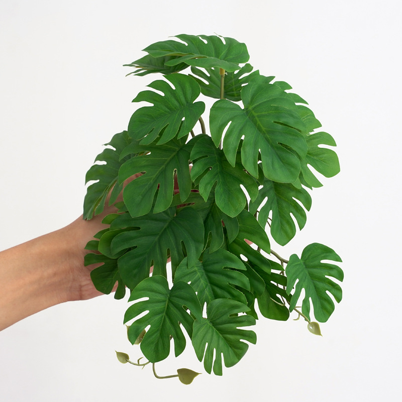 Reptile Plants for Terrarium A - Monstera Adansonii avis et prix