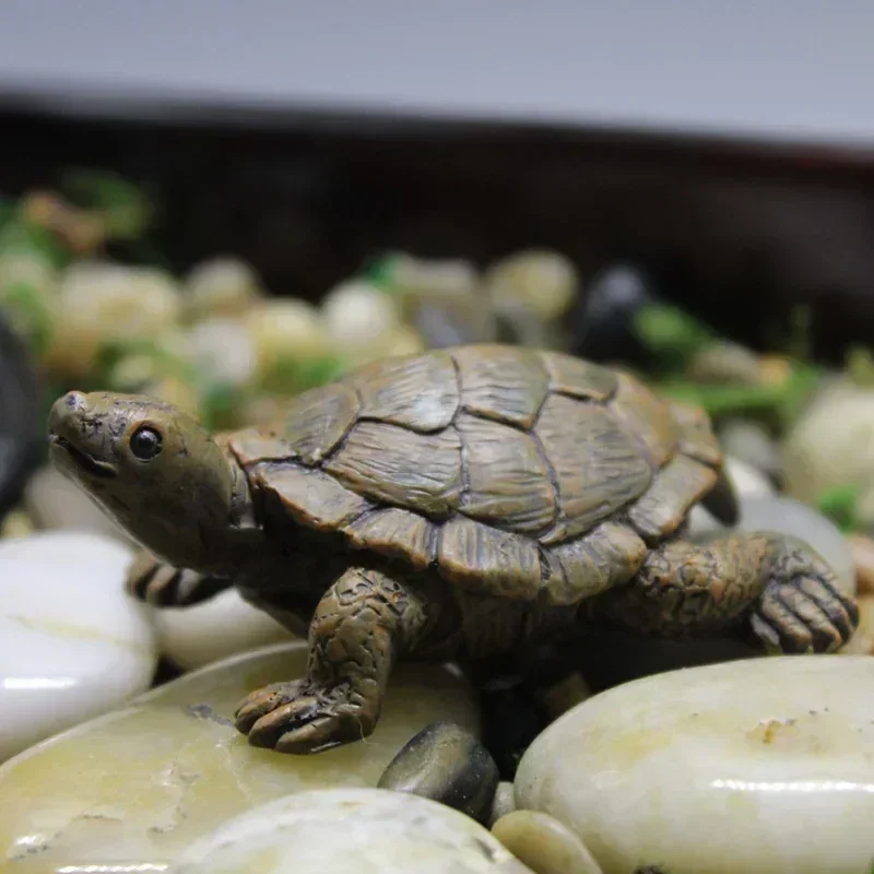 Simulation of Small Turtle Res - Echeveria Succulent avis et prix