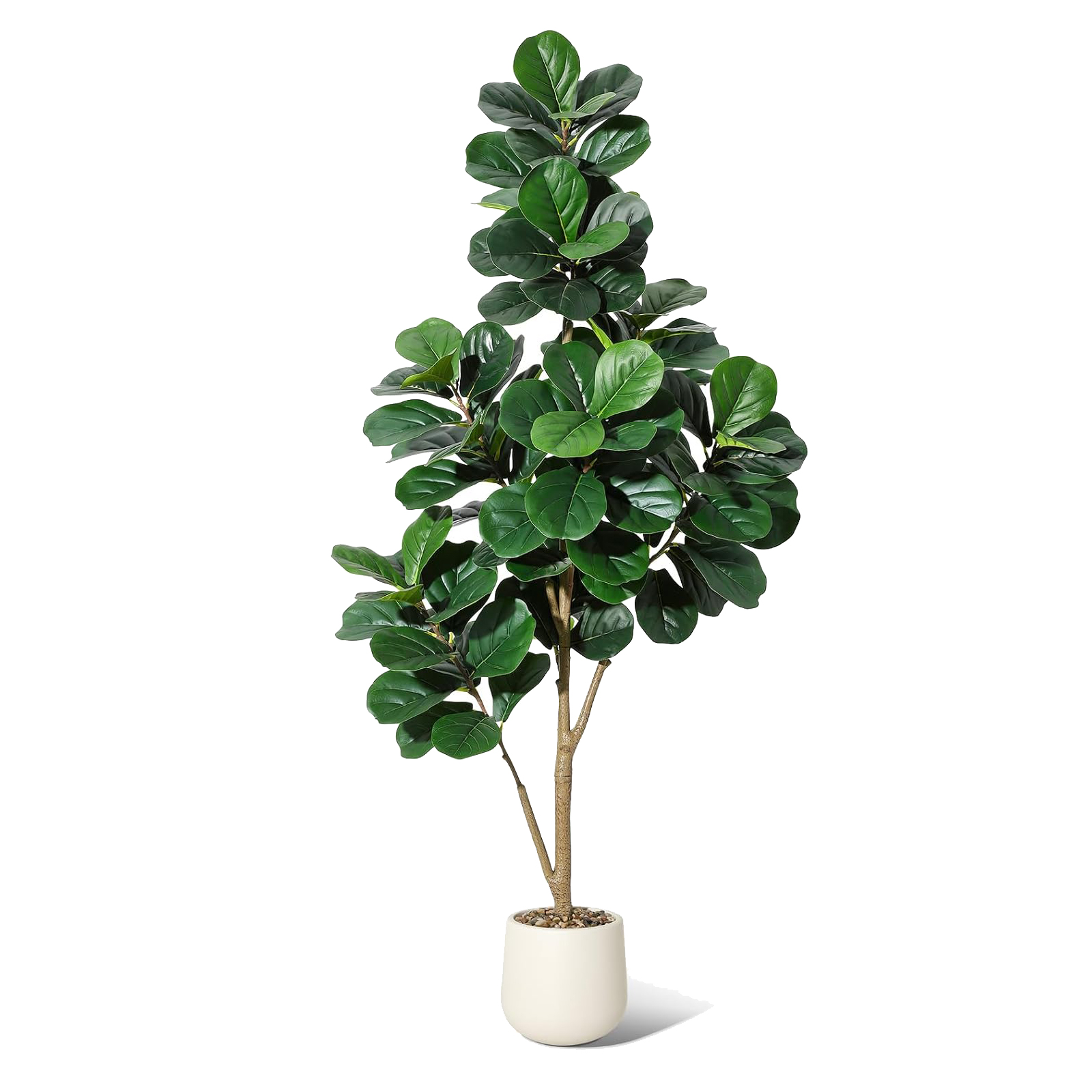 4-7 FT Fiddle Leaf Fig Tree Ar - Ficus Lyrata Tree avis et prix