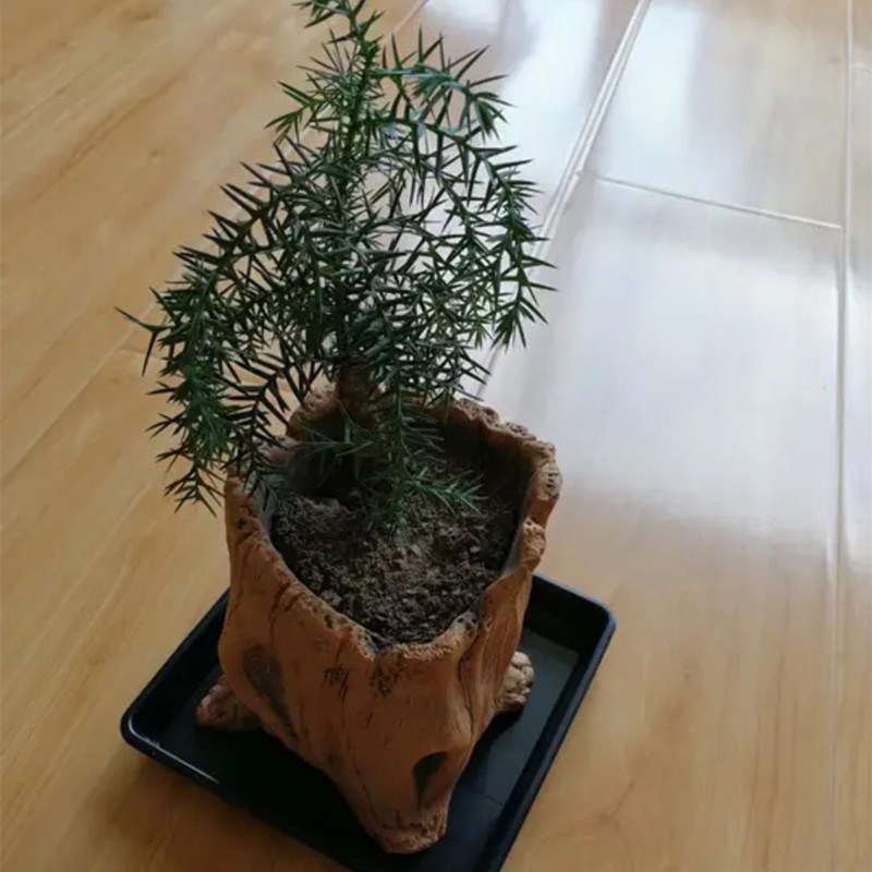 Imitation Wooden Stakes Tree R - Echeveria Succulent avis et prix
