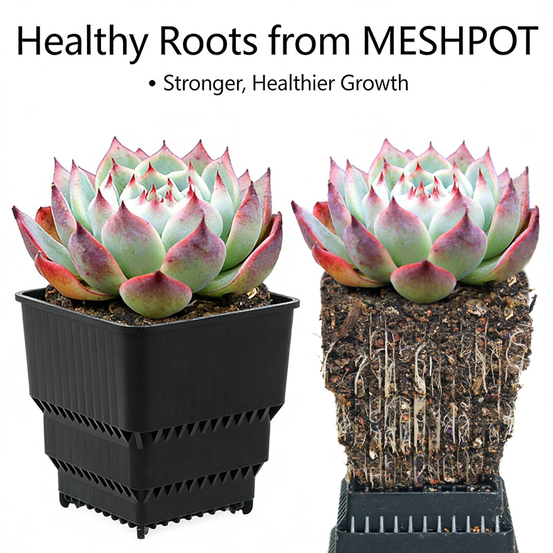 MESHPOT 6-Pack Square Pots for - Echeveria Succulent avis et prix