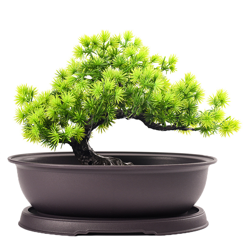 Outdoor Garden Landscape Bonsa - Pilea Peperomioides avis et prix