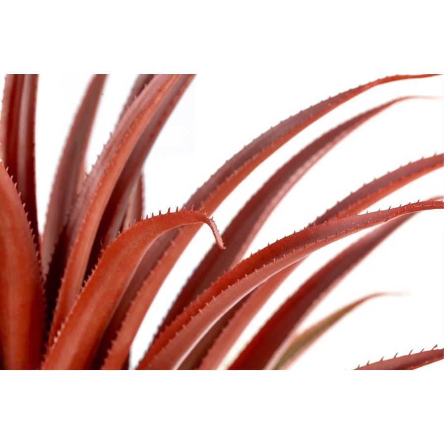 Hyper Realistic Big Red Artifi - Aloe Vera Pot avis et prix