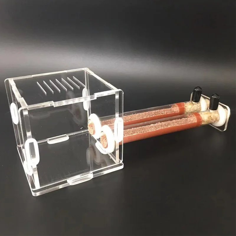 DIY Various Size Ant Farm Bamb - Begonia Rex avis et prix
