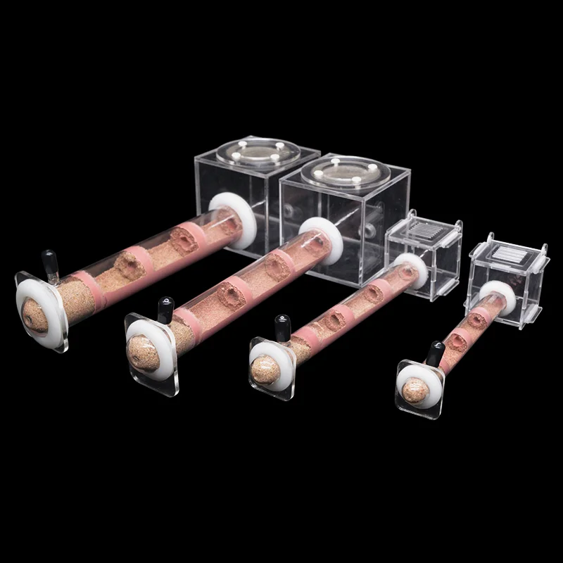 DIY Various Size Ant Farm Bamb - Begonia Rex avis et prix