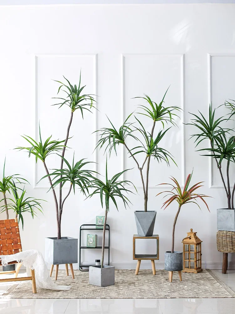 Simulation Plant Dracaena Marg - Dracaena Marginata avis et prix