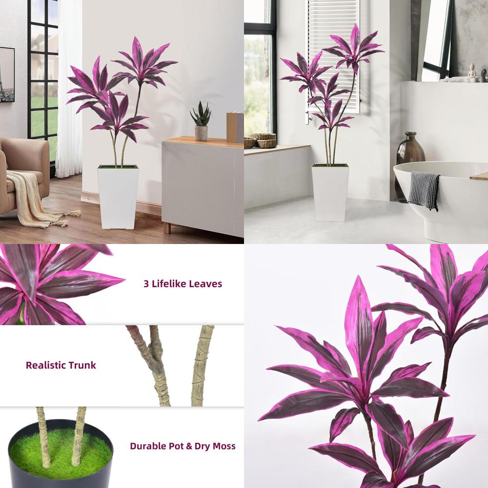 Evergreen Dracaena Marginata,  - Dracaena Marginata avis et prix