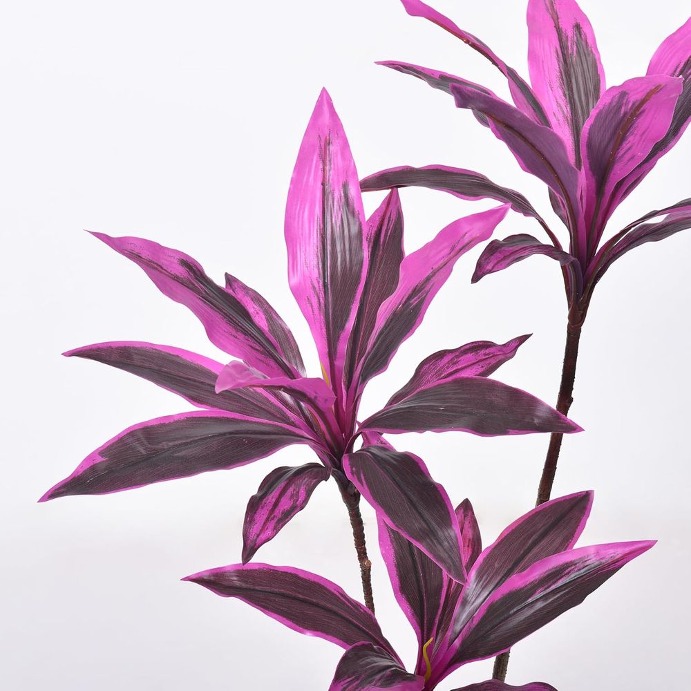 Evergreen Dracaena Marginata,  - Dracaena Marginata avis et prix