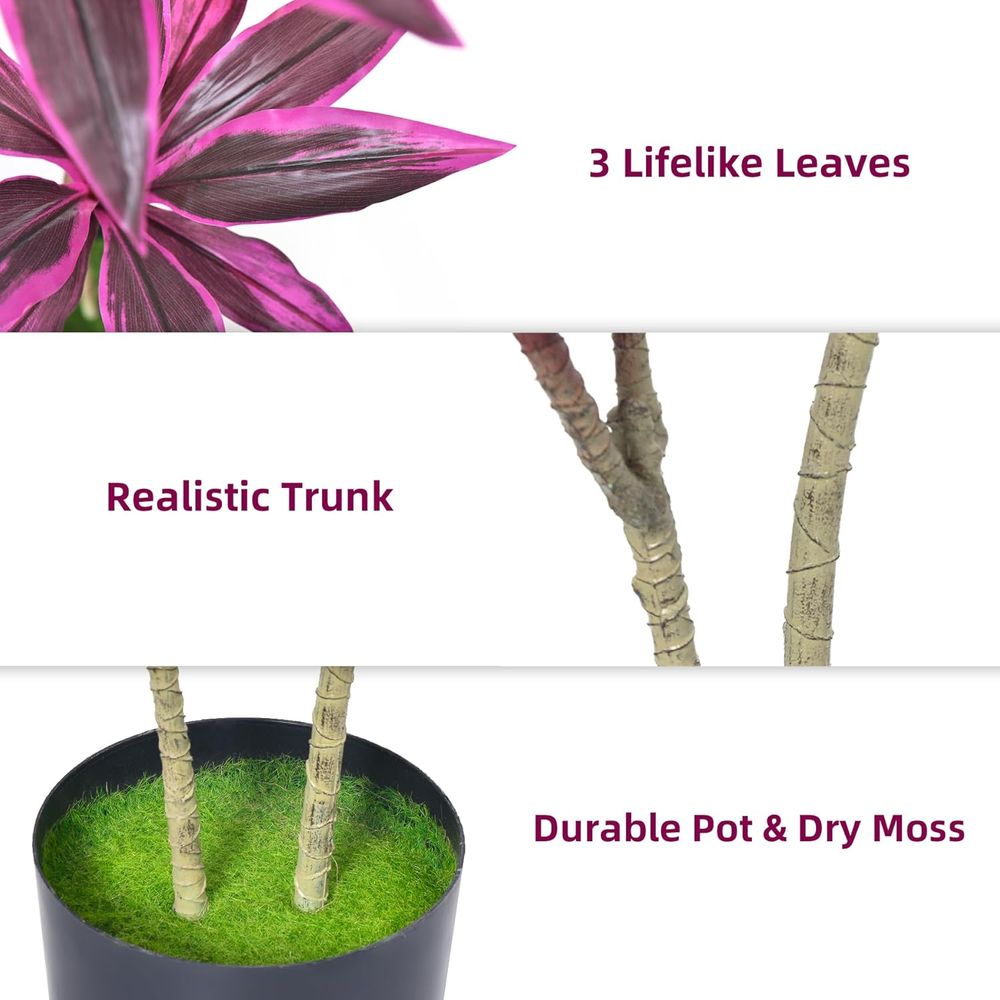 Evergreen Dracaena Marginata,  - Dracaena Marginata avis et prix