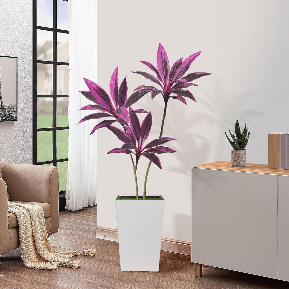 Evergreen Dracaena Marginata,  - Dracaena Marginata avis et prix
