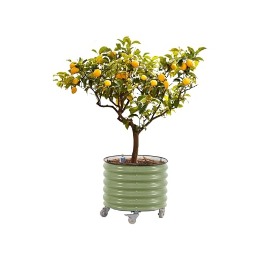 Self-Watering Rolling Metal Ci - Aloe Vera Pot avis et prix