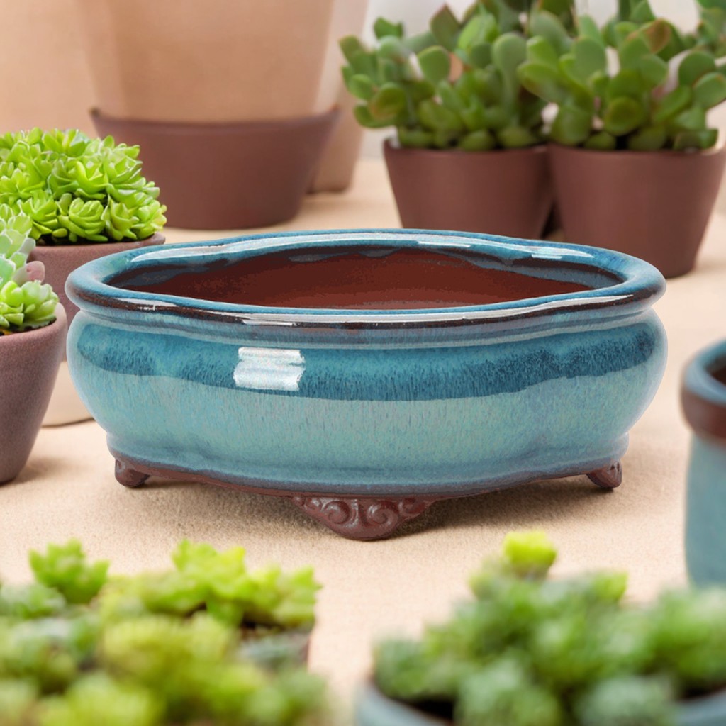 Ceramic Succulent Flower Pot C - Pilea Peperomioides avis et prix